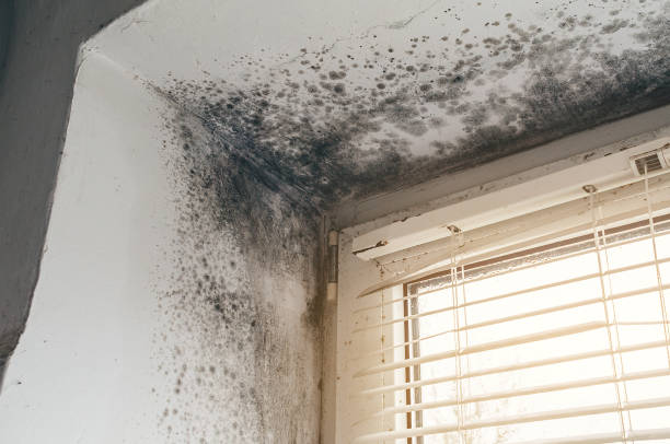 Affordable Crawl Space Mold Remediation solutions in Nunn, CO